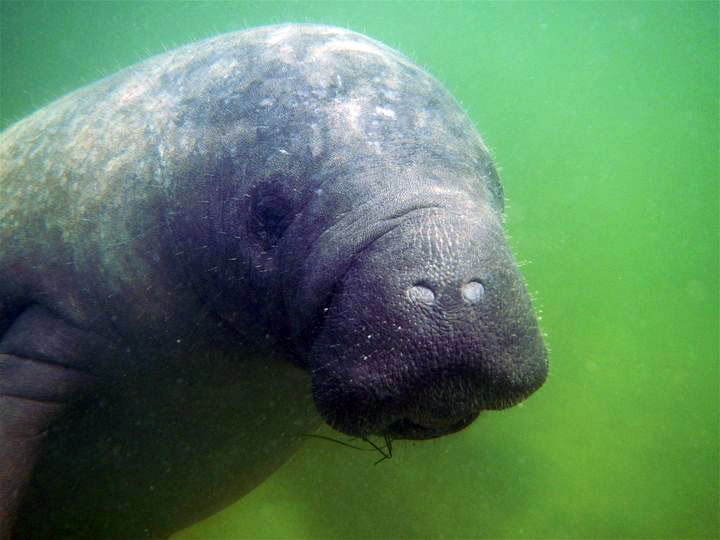 Manatee